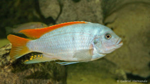 Maylandia greshakei (Club aquariophile de Vernon, août 2004)