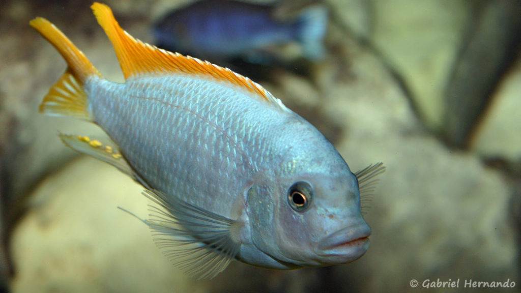 Maylandia greshakei (Club aquariophile de Vernon, juillet 2004)