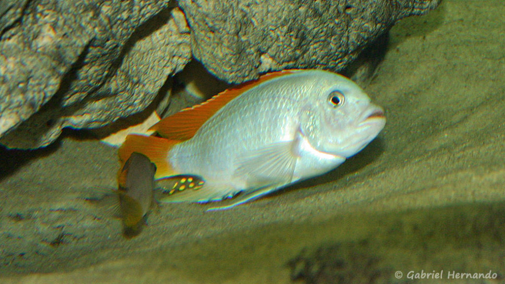 Maylandia greshakei, parade de reproduction (Club aquariophile de Vernon, septembre 2005)