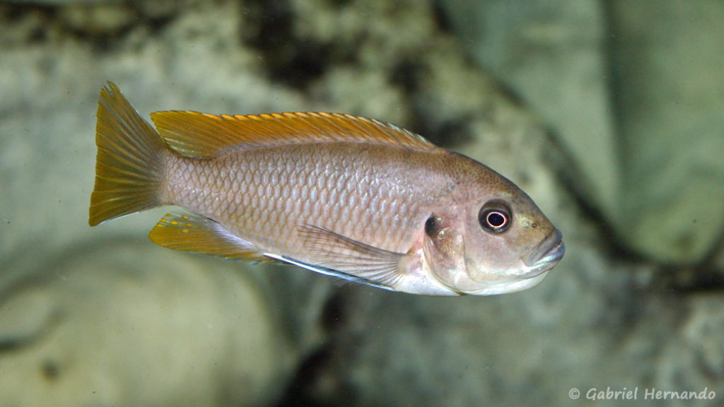 Maylandia greshakei, femelle en incubation (Club aquariophile de Vernon, juin 2004)