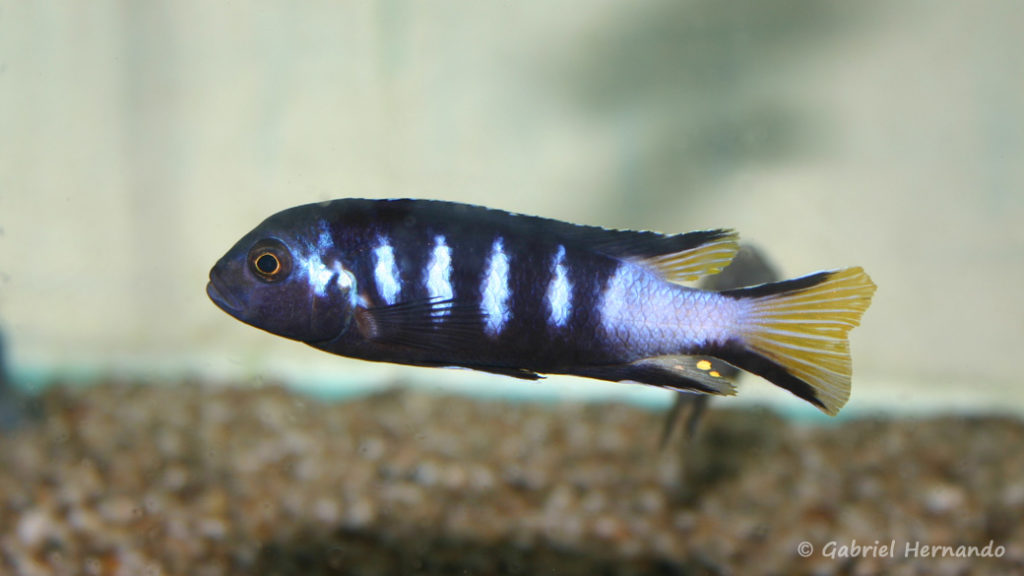 Maylandia sp. "elongatus Chewere" (Verduijn Cichlids, mars 2006)