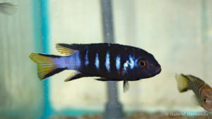 Maylandia sp. "elongatus Chewere" (Verduijn Cichlids, mars 2006)