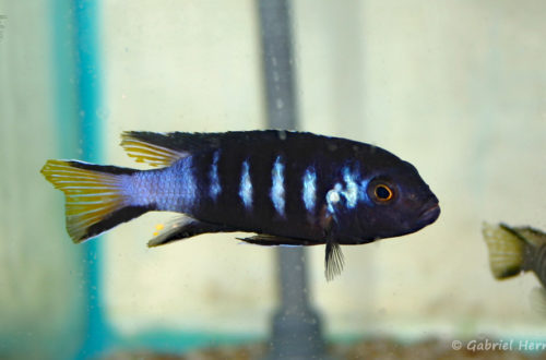 Maylandia sp. "elongatus Chewere" (Verduijn Cichlids, mars 2006)