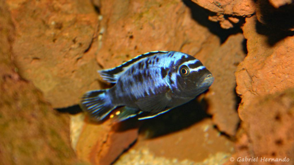 Maylandia sp. "Msobo" de Magunga (Chez Pascal Chevalier, août 2006)