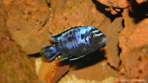 Maylandia sp. "Msobo" de Magunga (Chez Pascal Chevalier, août 2006)