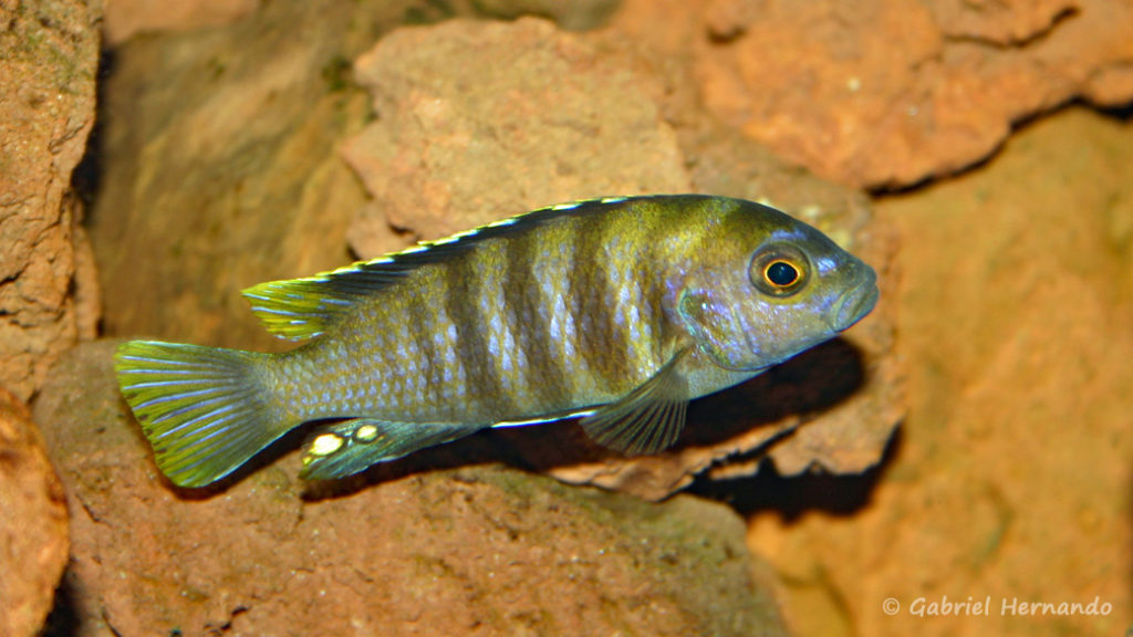 Maylandia sp. "Patricki", variété de Jalo Reef (chez Pascal Chevalier, août 2006)