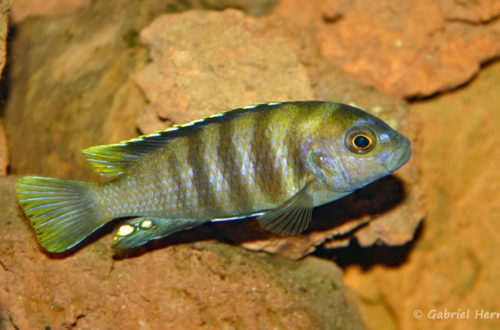 Maylandia sp. "Patricki", variété de Jalo Reef (chez Pascal Chevalier, août 2006)