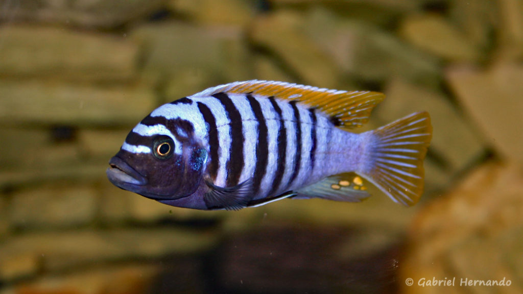 Maylandia zebra, variété de Nakatenga (chez Pascal Chevalier, août 2008)