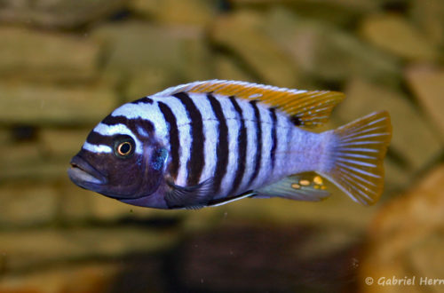 Maylandia zebra, variété de Nakatenga (chez Pascal Chevalier, août 2008)