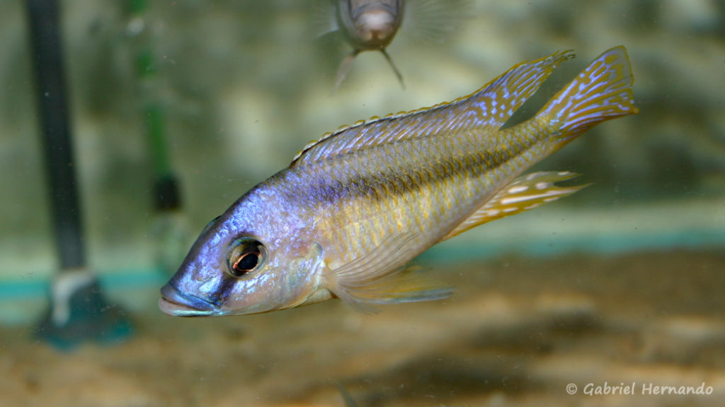 Mylochromis melanotaenia, mâle (Verduijn Cichlids, mars 2006)