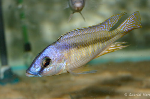 Mylochromis melanotaenia, mâle (Verduijn Cichlids, mars 2006)