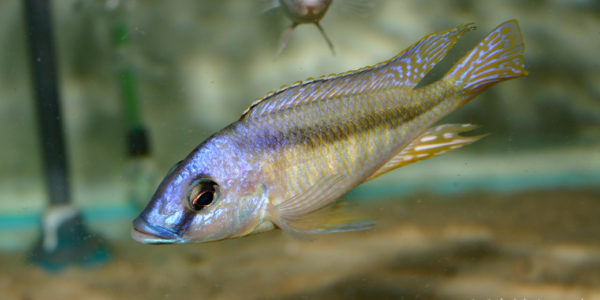 Mylochromis melanotaenia, mâle (Verduijn Cichlids, mars 2006)