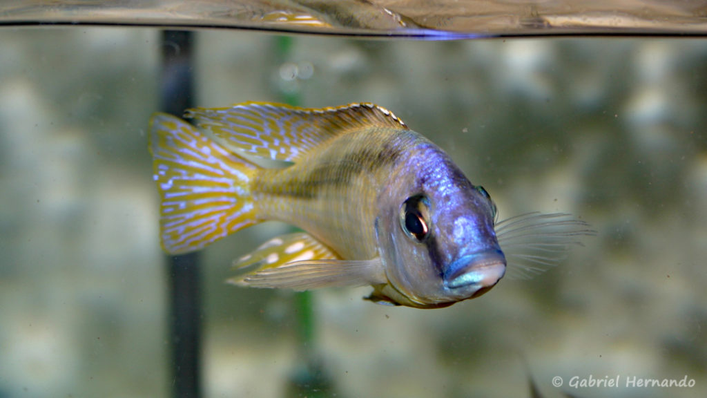 Mylochromis melanotaenia, mâle (Verduijn Cichlids, mars 2006)