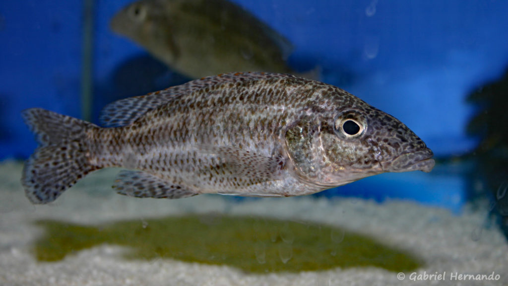 Nimbochromis linni (Abysse, février 2005)
