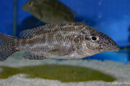 Nimbochromis linni (Abysse, février 2005)
