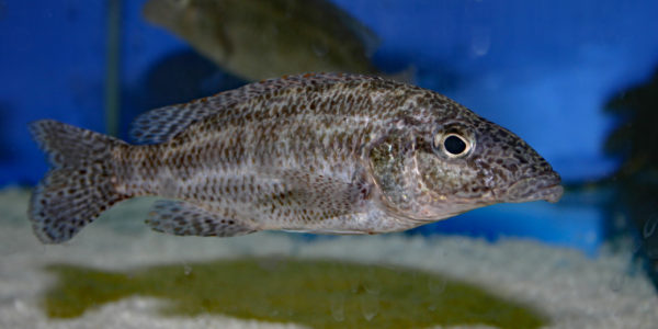Nimbochromis linni (Abysse, février 2005)