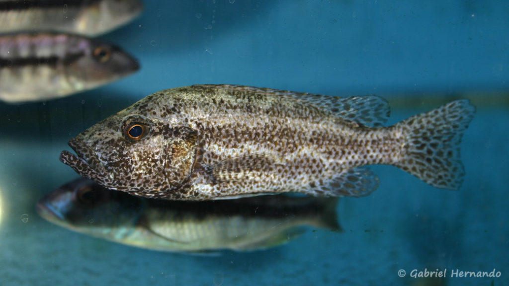 Nimbochromis polystigma (Abysse, septembre 2006)