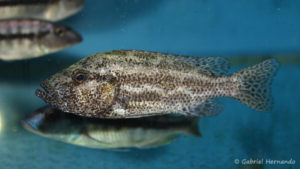 Nimbochromis polystigma (Abysse, septembre 2006)