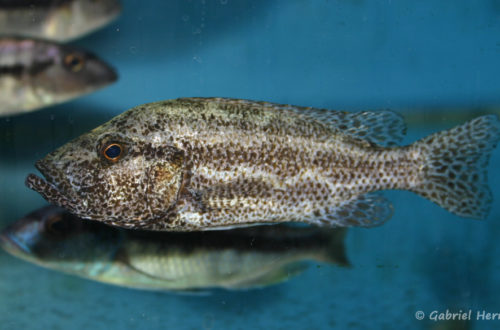 Nimbochromis polystigma (Abysse, septembre 2006)