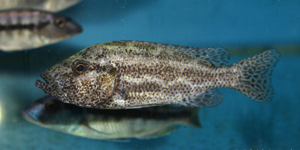 Nimbochromis polystigma (Abysse, septembre 2006)