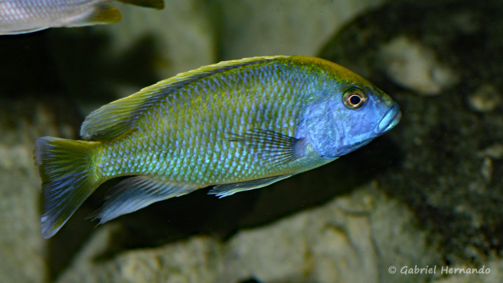 Nimbochromis venustus (Club aquariophile de Vernon, décembre 2013)