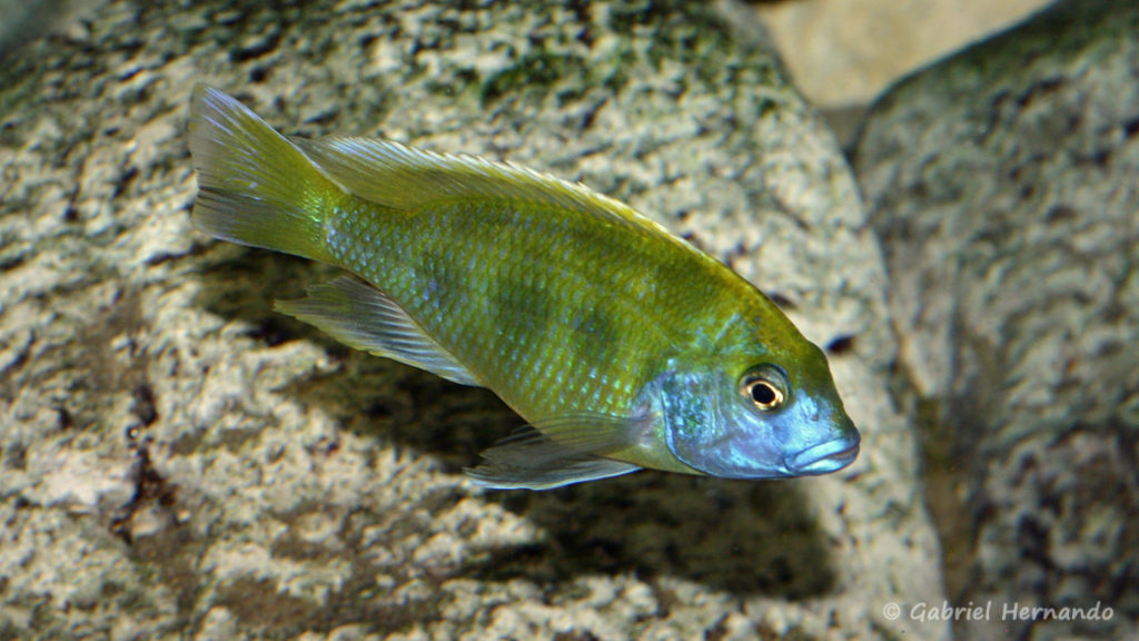 Nimbochromis venustus (Club aquariophile de Vernon, septembre 2008)