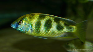 Nimbochromis venustus (Club aquariophile de Vernon, décembre 2008)
