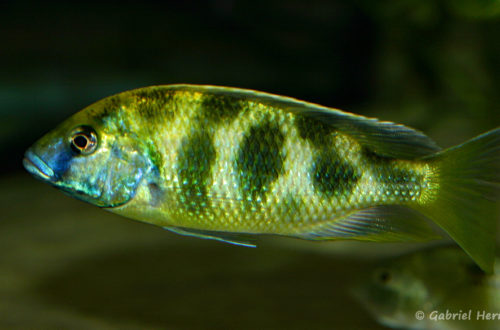 Nimbochromis venustus (Club aquariophile de Vernon, décembre 2008)