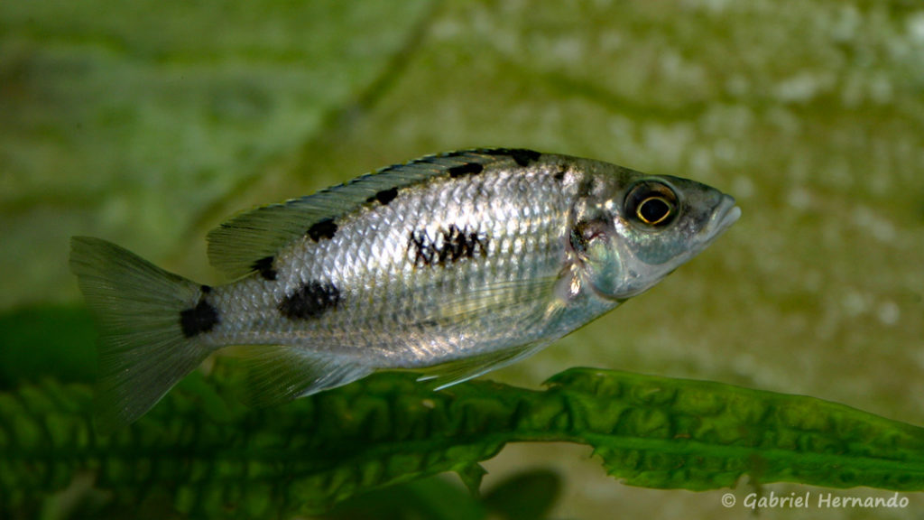 Otopharynx walteri, femelle (chez Gilles Garrier, mars 2008)