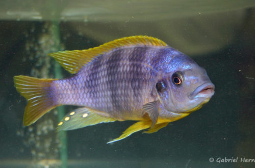 Petrotilapia sp. "Chitimba" (Vichy, congrès AFC 2007)