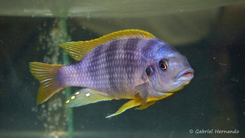 Petrotilapia sp. "Chitimba" (Vichy, congrès AFC 2007)