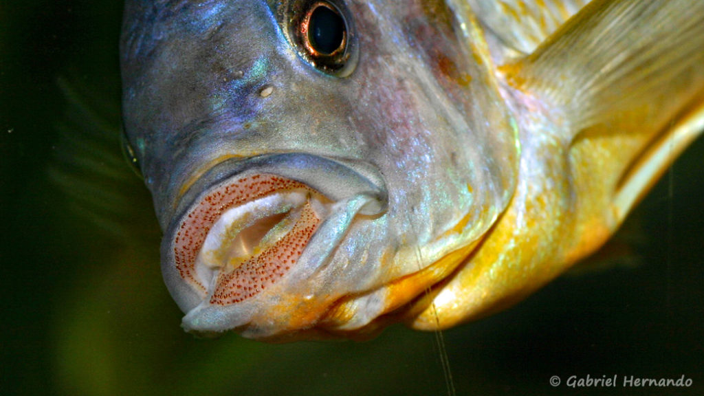 Petrotilapia sp. "Chitimba" (Club aquariophile de Vernon, janvier 2008)