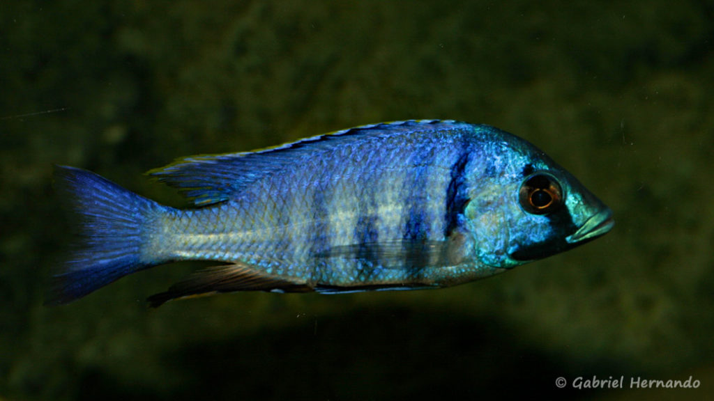 Placidochromis electra, variété de Likoma (Club aquariophile de Vernon, janvier 2008)