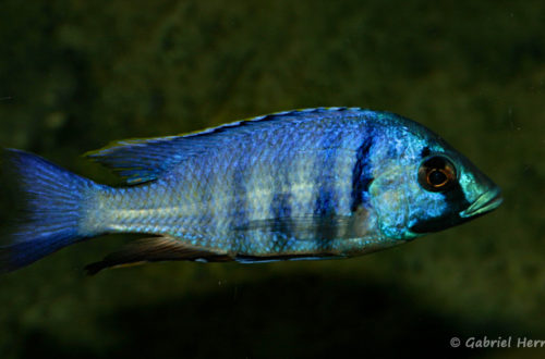 Placidochromis electra, variété de Likoma (Club aquariophile de Vernon, janvier 2008)