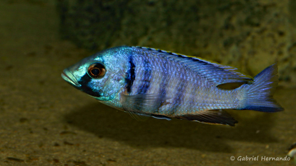 Placidochromis electra, variété de Likoma (Club aquariophile de Vernon, janvier 2008)