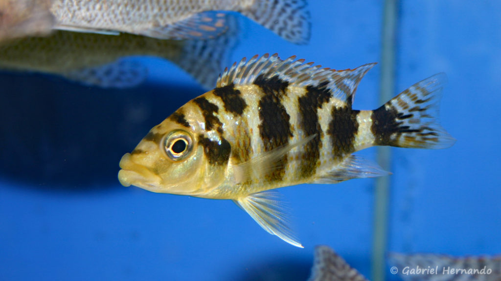 Placidochromis milomo (Abysse, février 2005)
