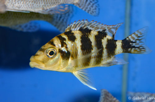 Placidochromis milomo (Abysse, février 2005)