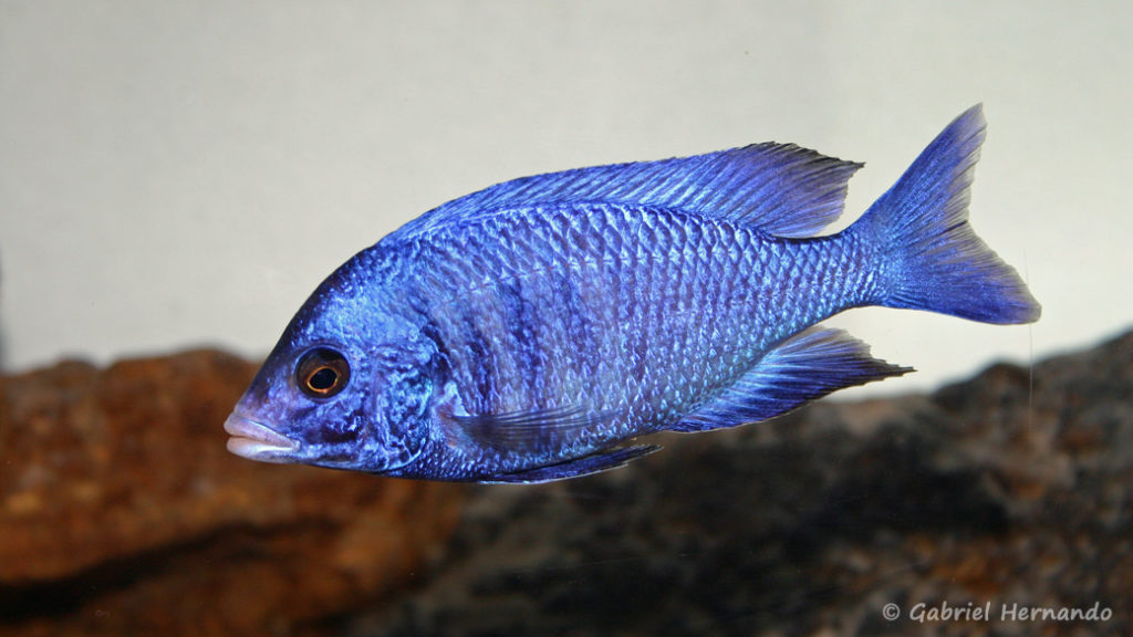 Placidochromis phenochilus, variété de Mdoka (chez moi, juin 2004)