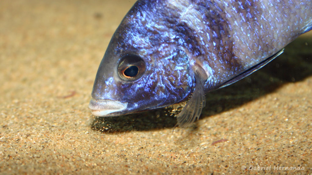 Placidochromis phenochilus, variété de Mdoka (chez moi, novembre 2004)