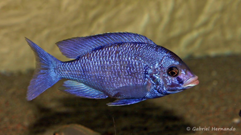 Placidochromis phenochilus, variété de Mdoka (chez moi, décembre 2007)