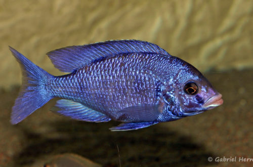 Placidochromis phenochilus, variété de Mdoka (chez moi, décembre 2007)