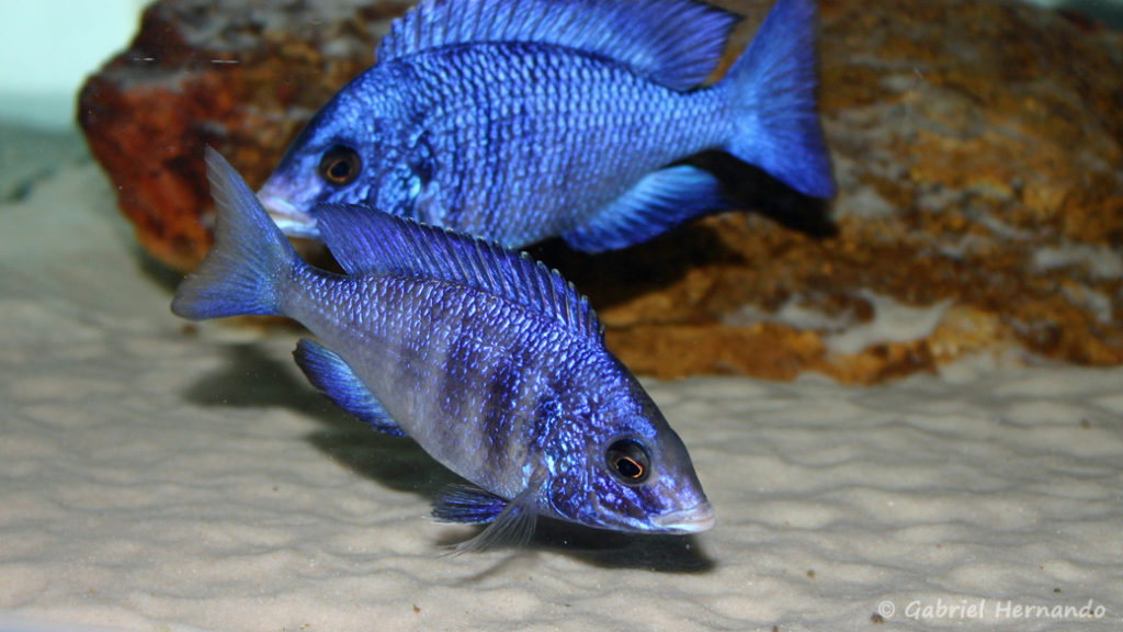 Placidochromis phenochilus, variété de Mdoka (chez moi, juin 2004)