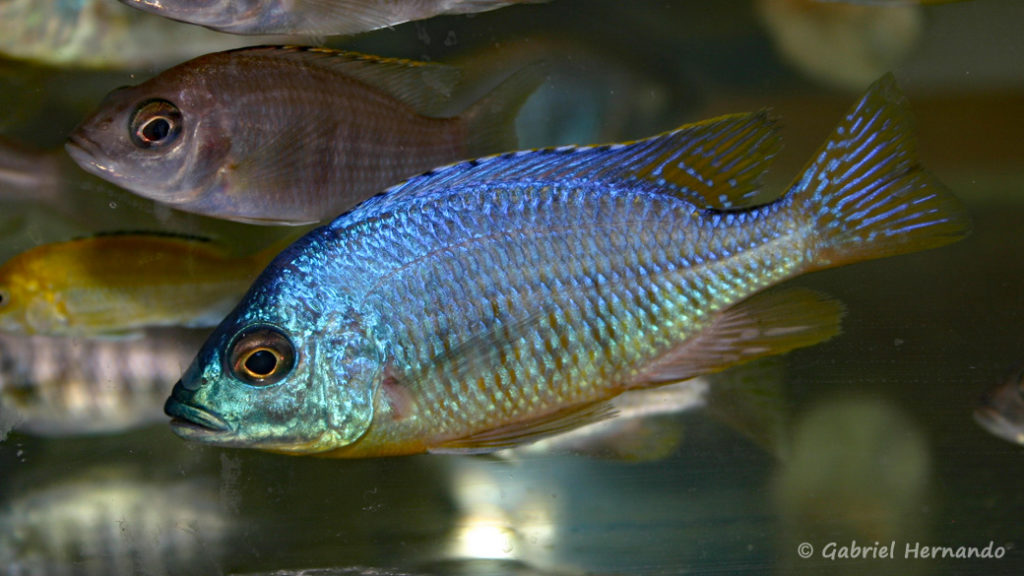 Placidochromis sp."Jalo" (Vichy, congrès AFC 2007)