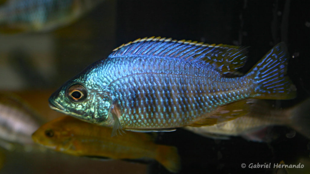 Placidochromis sp."Jalo" (Vichy, congrès AFC 2007)Placidochromis sp."Jalo" (Vichy, congrès AFC 2007)