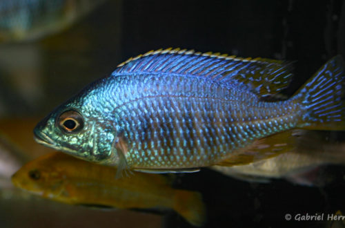 Placidochromis sp."Jalo" (Vichy, congrès AFC 2007)Placidochromis sp."Jalo" (Vichy, congrès AFC 2007)