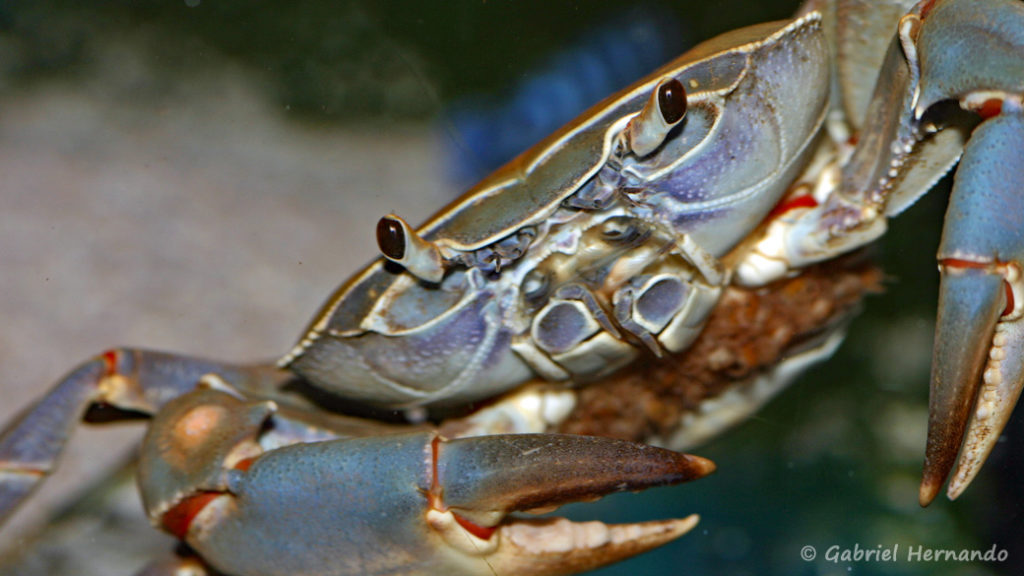 Potamonautes orbitospinus, (Aqua Treff, mars 2011)