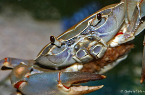 Potamonautes orbitospinus, (Aqua Treff, mars 2011)