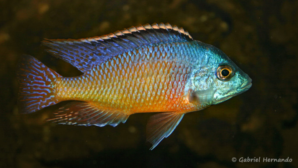 Protomelas taeniolatus, mâle de la variété de Namalenje (chez Gilles Garrier, décembre 2006)