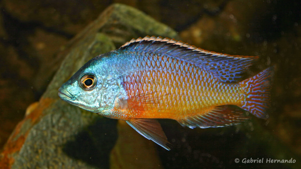 Protomelas taeniolatus, mâle de la variété de Namalenje (chez Gilles Garrier, décembre 2006)