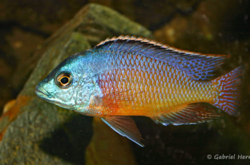 Protomelas taeniolatus, mâle de la variété de Namalenje (chez Gilles Garrier, décembre 2006)